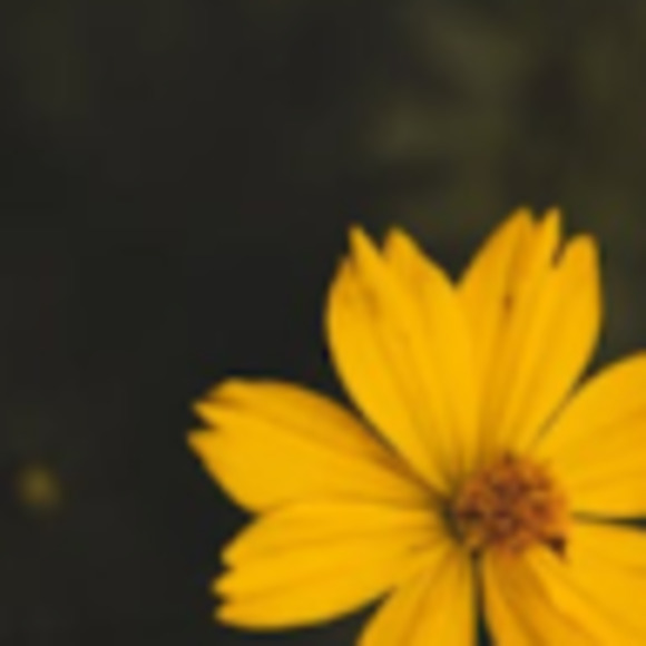 Meet your Posher, Rylee - Picture 1 of 1